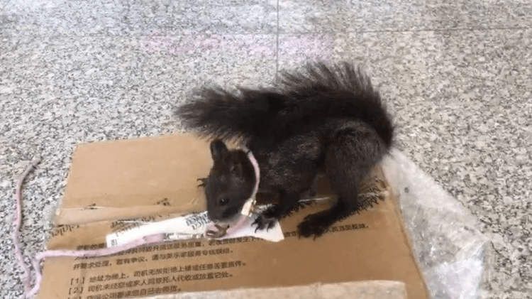 Číňané chtějí vycvičit veverky na hledání drog